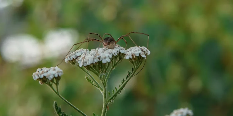 daddy long leg