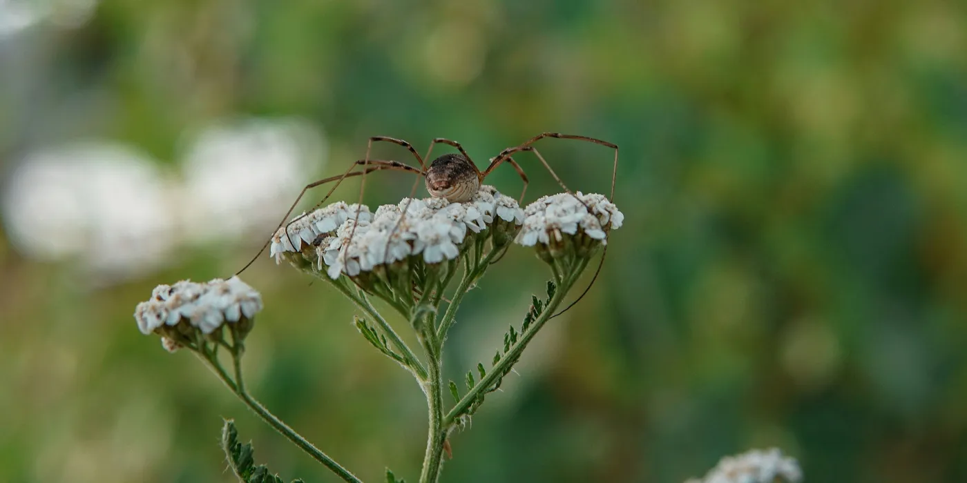 daddy long leg