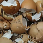 eggshells