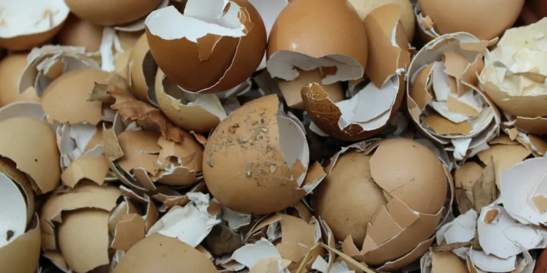 eggshells