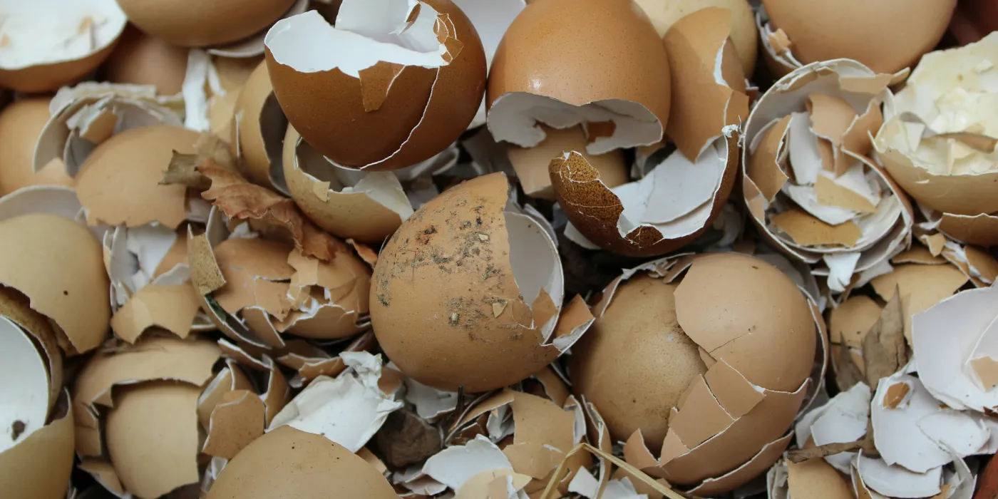 eggshells