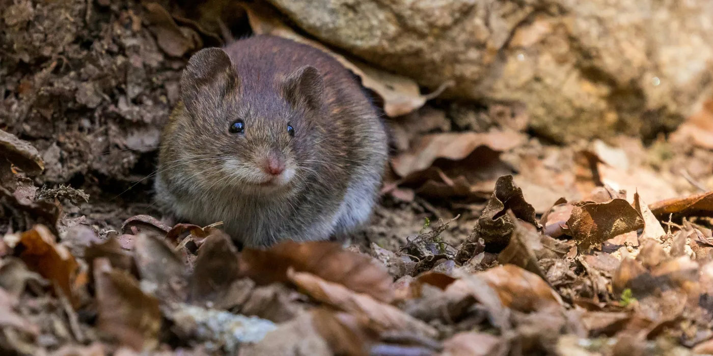 wild mouse