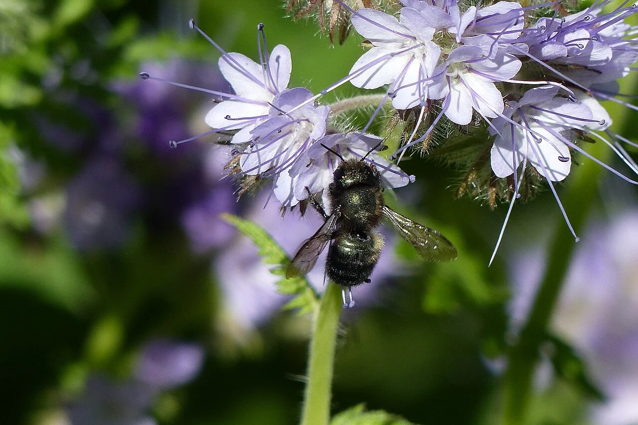 Meet the Blue Orchard Mason Bee: The Pollinator Your Food Depends On