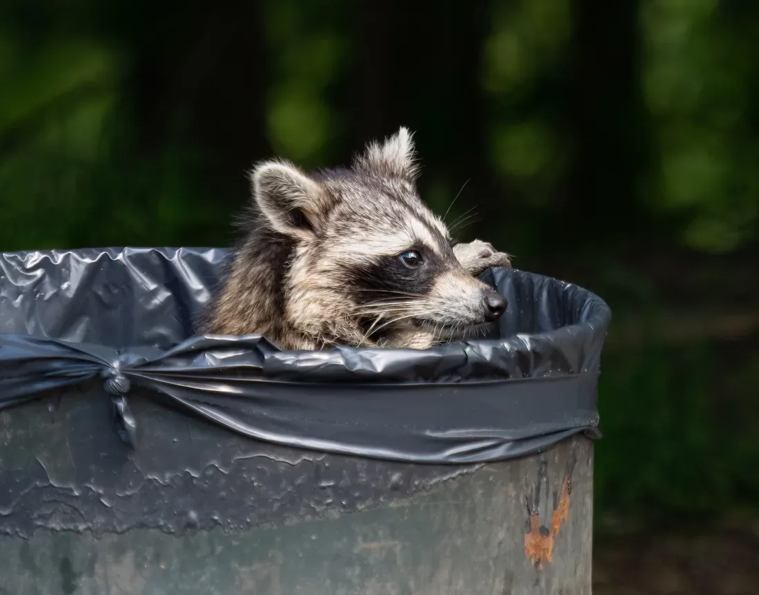 A raccoon peering over the rim of a black-bagged trash can, one paw on the edge