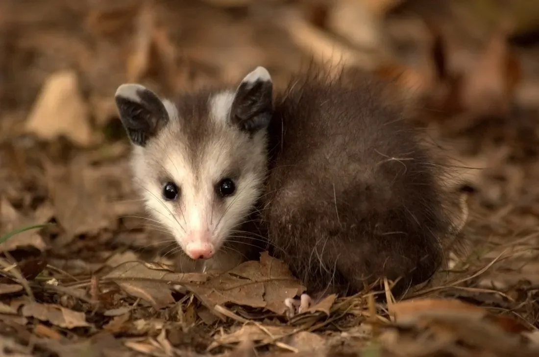 A young Virginia opossum with a white face and dark ears crouching in a patch of dry oak leaves