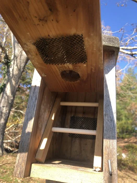 Inside a wooden bluebird box converted for winter roosting, with two white dowel perches across the cavity and mesh panels inside the box.