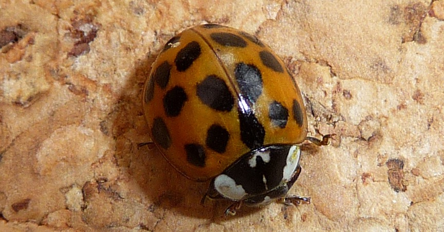 How to Get Rid of Invasive Asian Lady Beetles (Without Spraying)