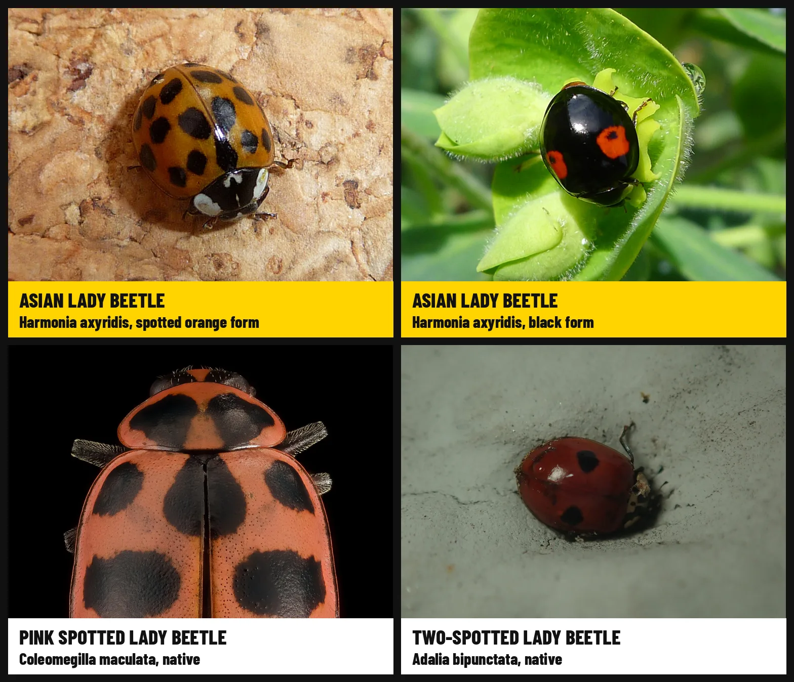 Four lady beetles in a grid, two Asian lady beetles in orange and black forms and two native species, the pink spotted lady beetle and the two-spotted lady beetle