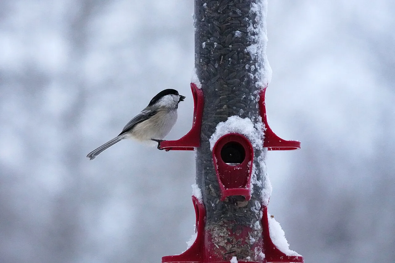 A black-capped chickadee perched on a snow-dusted tube feeder after a storm