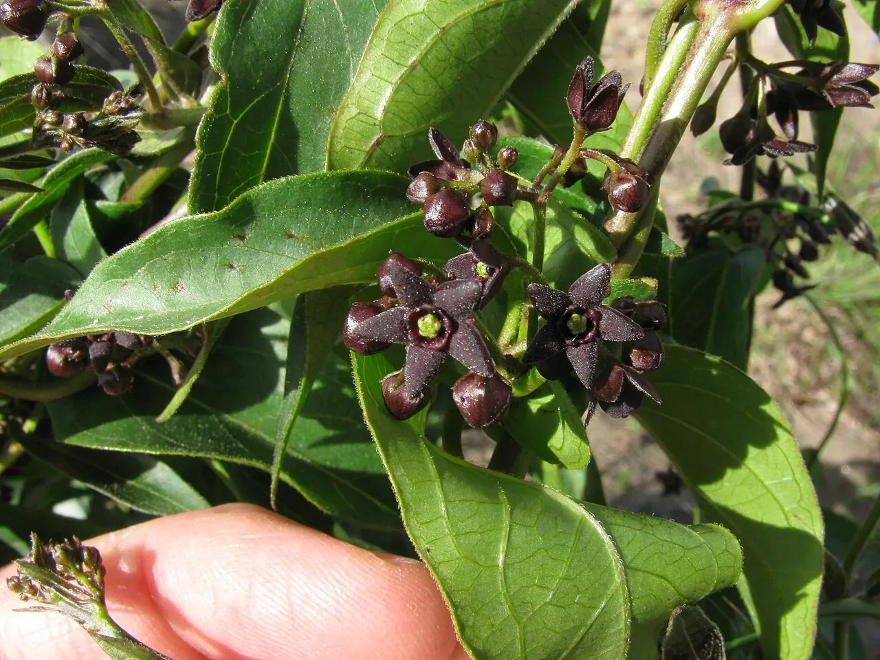 Close-up of dark purple, star-shaped black swallow-wort flowers and flower buds among green leaves