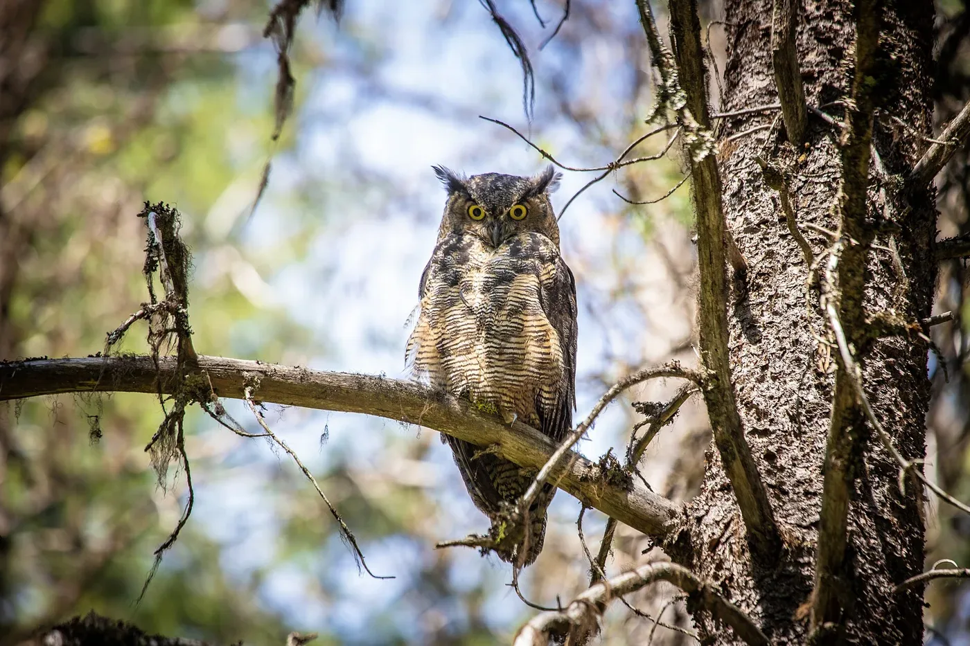 A great horned owl perched on a branch beside a conifer trunk, facing the camera with yellow eyes and ear tufts