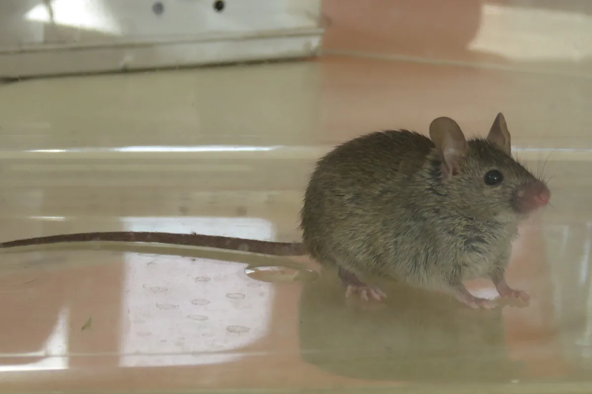 How to Get Rid of Mice in Your Walls (Without Poison)