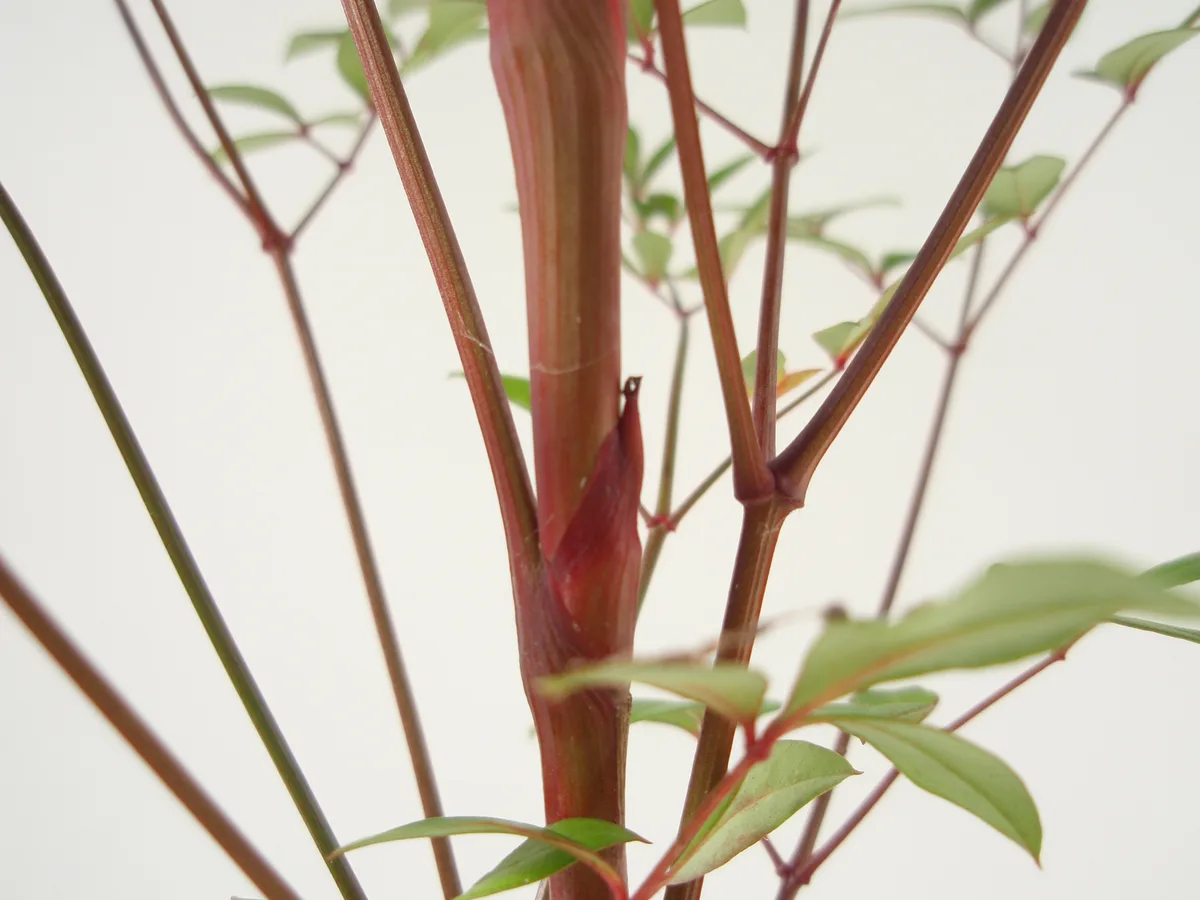 Thick, reddish nandina canes branching into small leaves against a plain background