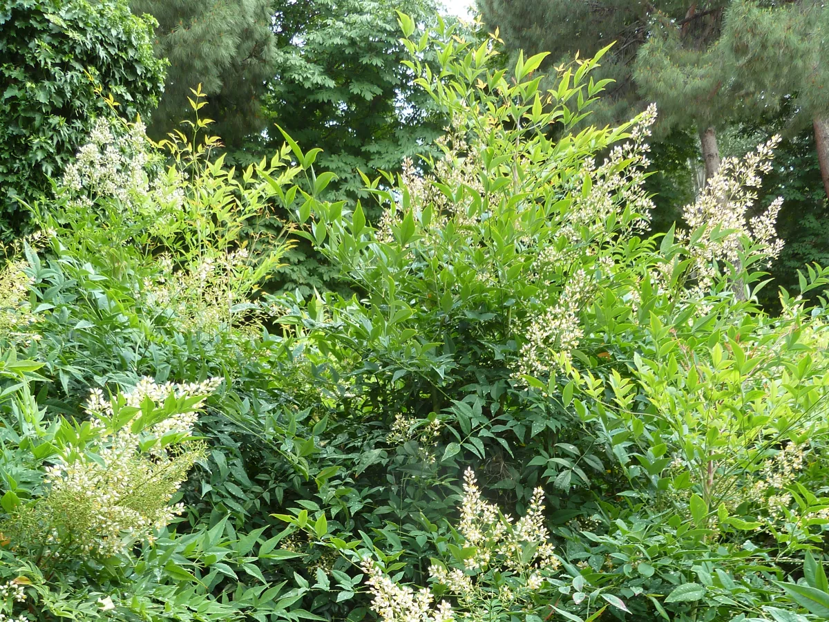 A tall, leafy nandina shrub covered in plumes of small white flowers
