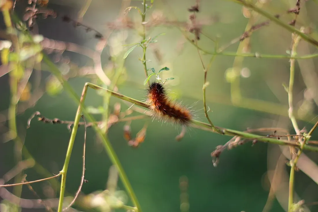 A black and rust-banded woolly bear caterpillar crawling along a thin plant stem