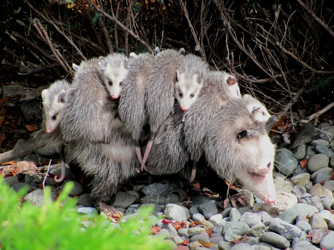 A female Virginia opossum walking over river stones with several young clinging to her back