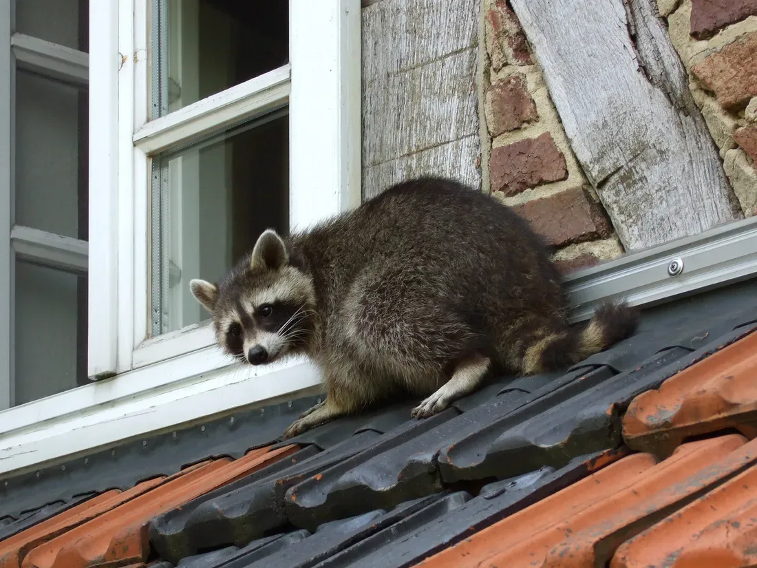 A raccoon crouched on a clay-tiled roof next to an open window of a half-timbered house