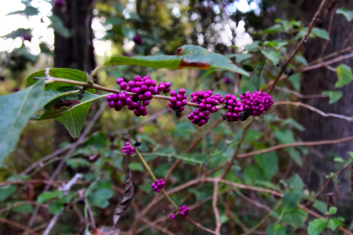 A branch of American beautyberry with tight clusters of bright purple berries