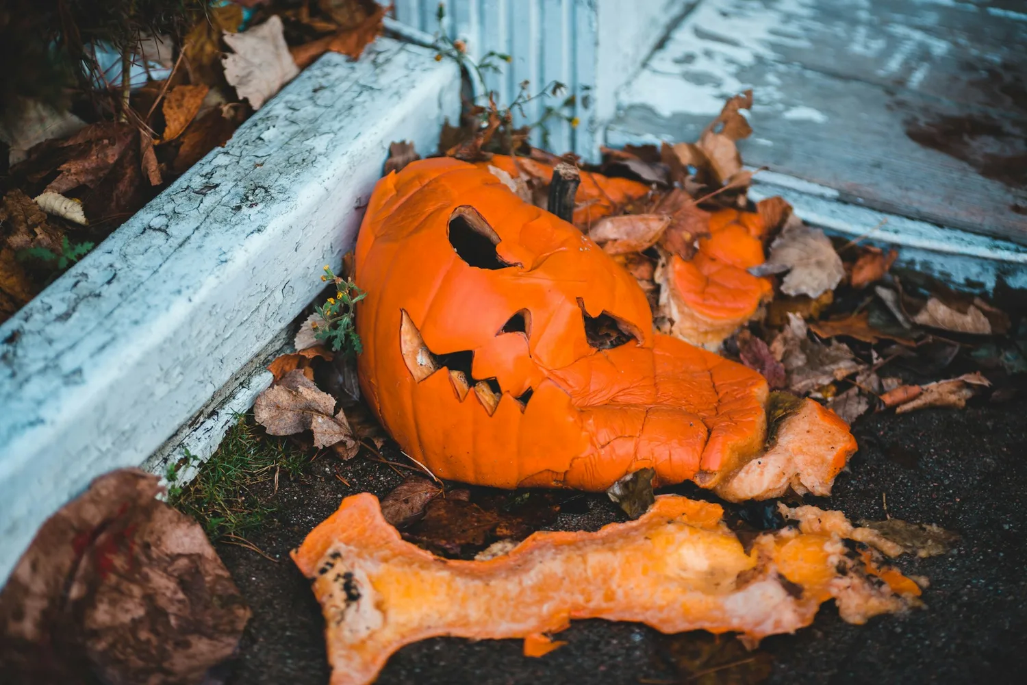 What to Do With Old Pumpkins After Halloween (Besides Trashing Them)