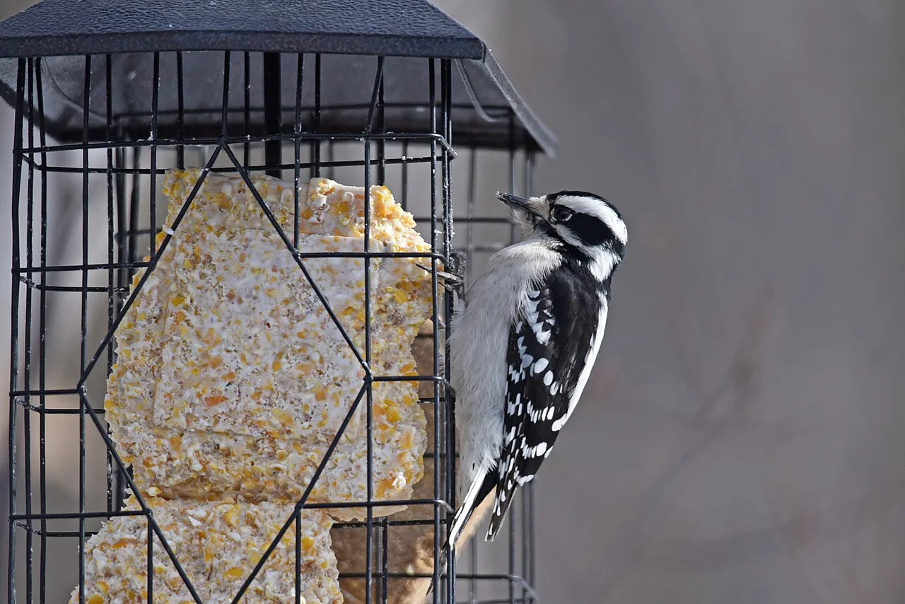 A downy woodpecker clinging to a wire suet cage feeder