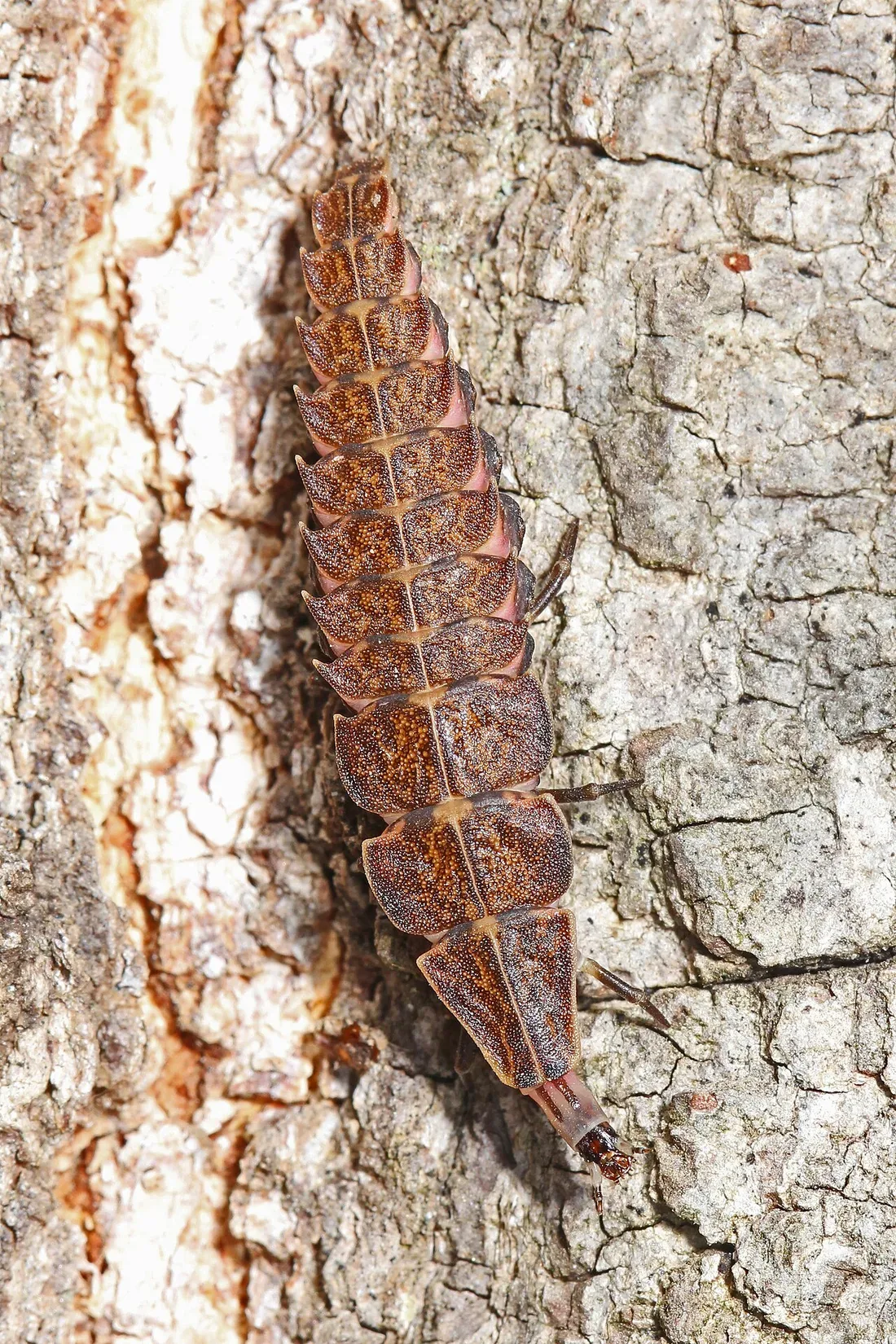 A flat, segmented brown firefly larva crawling up tree bark