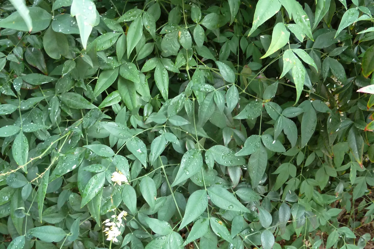 Dense nandina foliage showing many small pointed leaflets on thin stalks