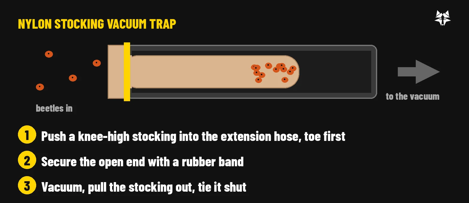 Diagram of a nylon stocking pushed into a vacuum hose and held at the end with a rubber band, with beetles collecting in the toe