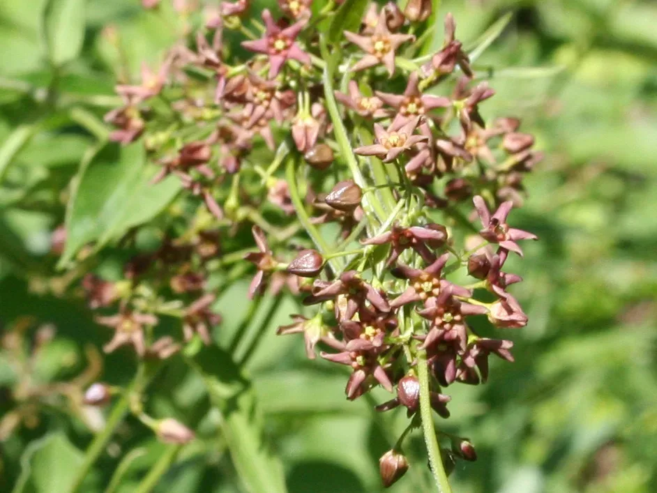 Cluster of small pinkish-brown, star-shaped pale swallow-wort flowers on a stem with green leaves