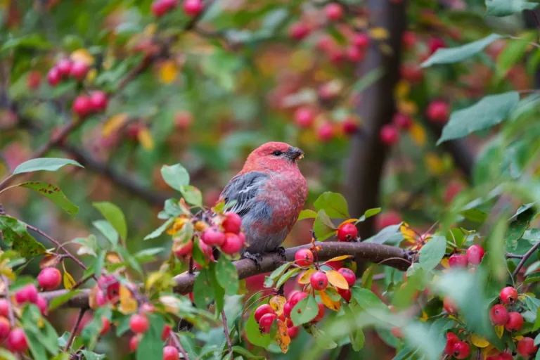 A male pine grosbeak with a rosy-red head and gray wings perched on a branch among red crabapples