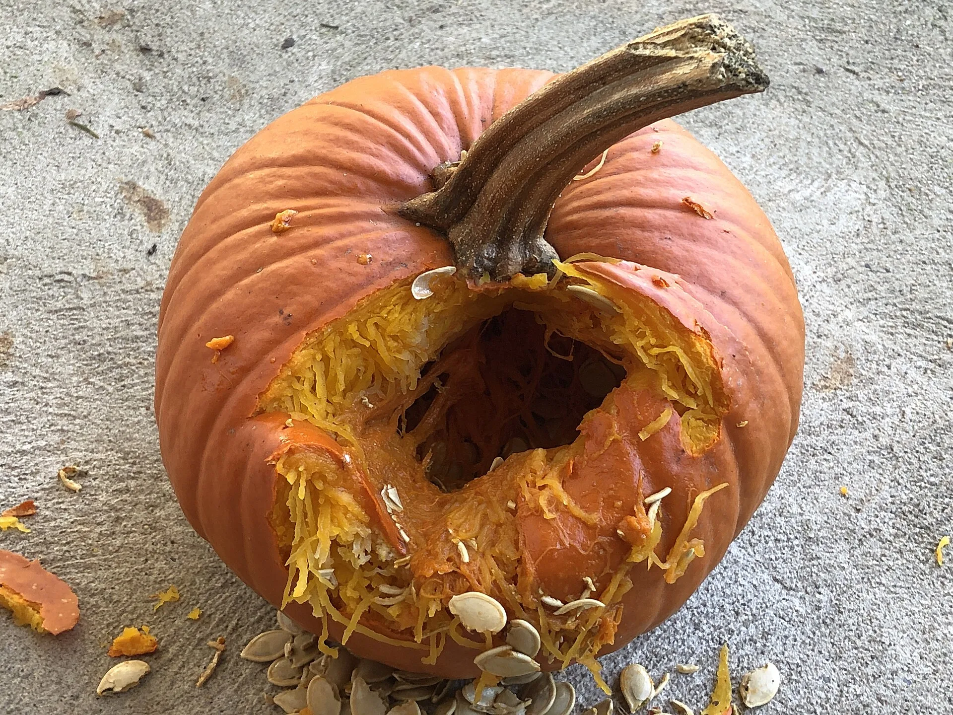 Should You Leave Pumpkins Out for Wildlife? What Wildlife Agencies Say