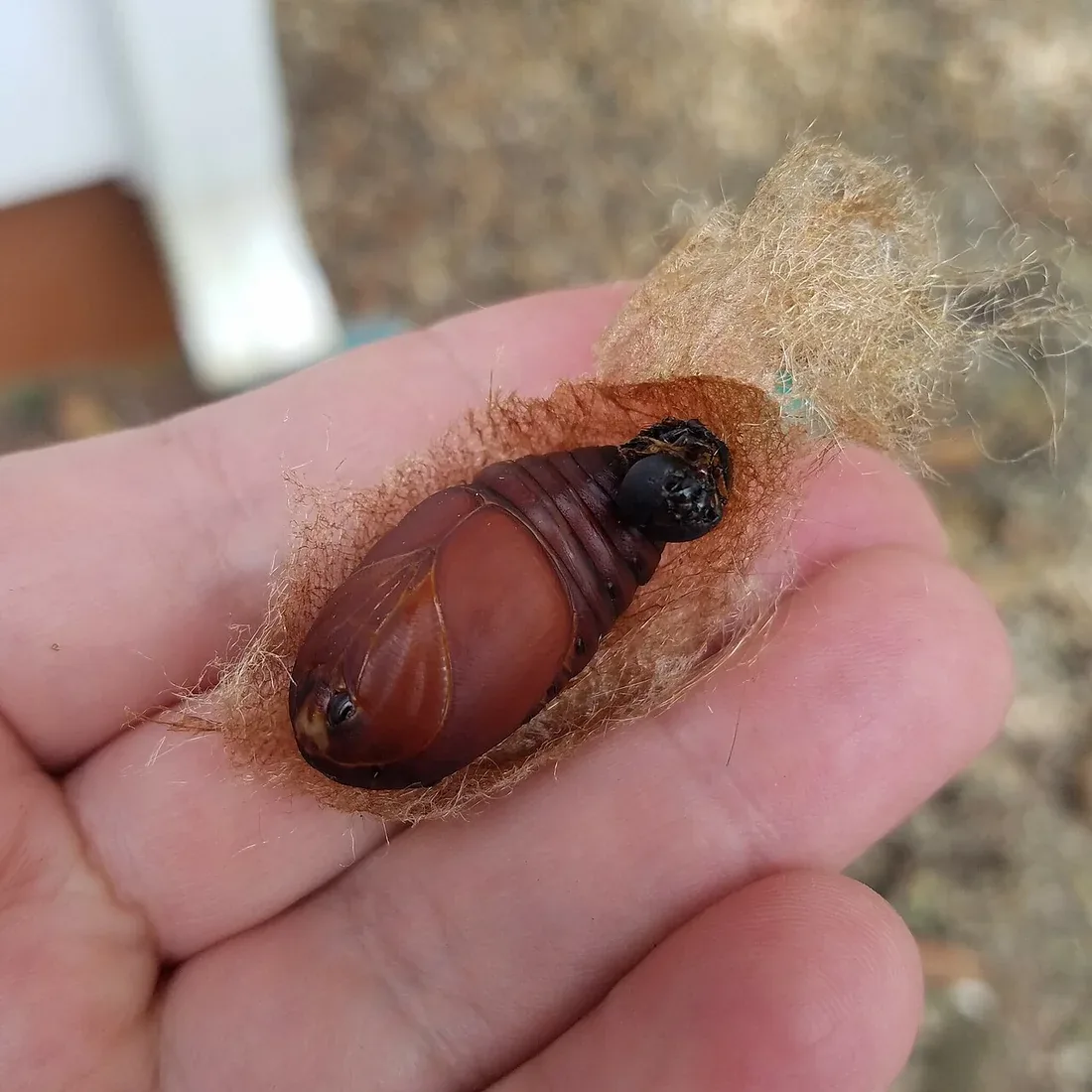 A reddish-brown luna moth pupa held in a hand, partly inside its papery brown cocoon