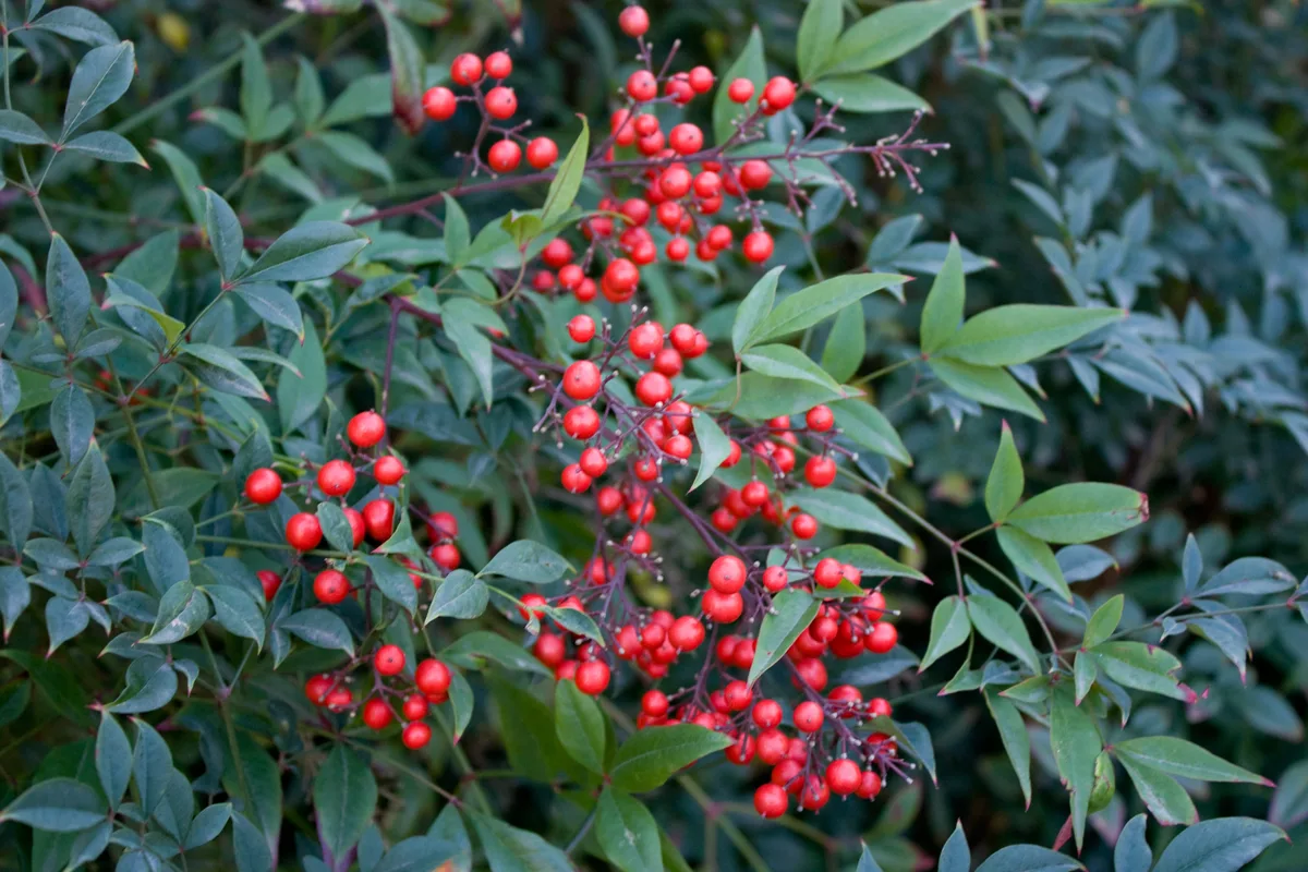 How to Remove Nandina (Heavenly Bamboo) for Good
