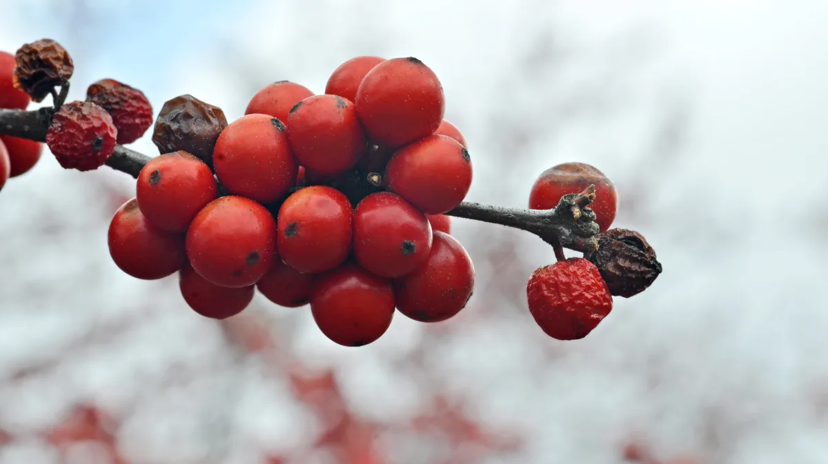 A cluster of bright red winterberry holly berries, some shriveled, on a bare twig