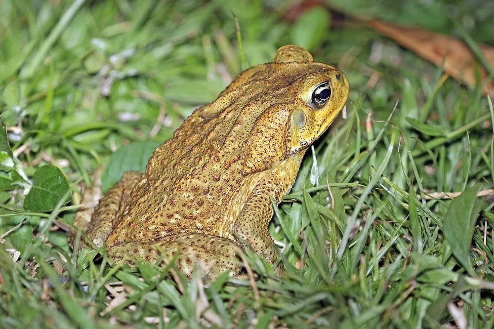 A cane toad sitting in grass, showing its warty reddish-brown skin and the large gland behind the eye