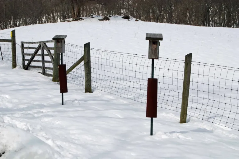 Two pole-mounted wooden bird boxes with predator guards standing in deep snow beside a wire fence