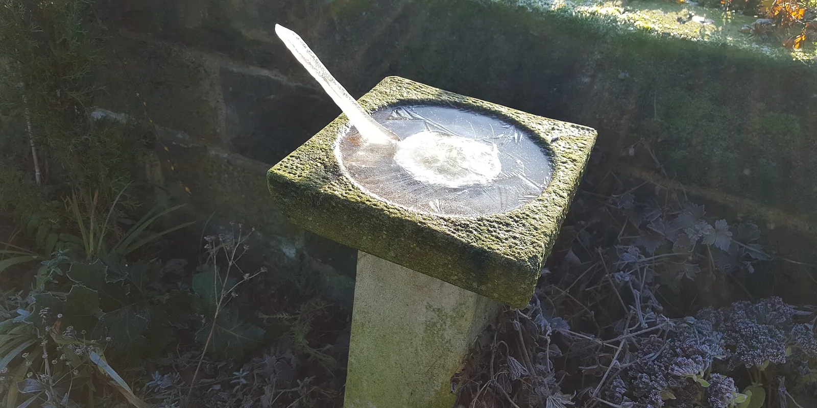 Before the First Freeze, Give Your Backyard Birds a Reliable Water Source