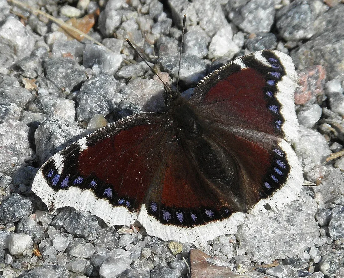 A dark maroon mourning cloak butterfly with a pale yellow-white edge and blue spots, wings open on gravel