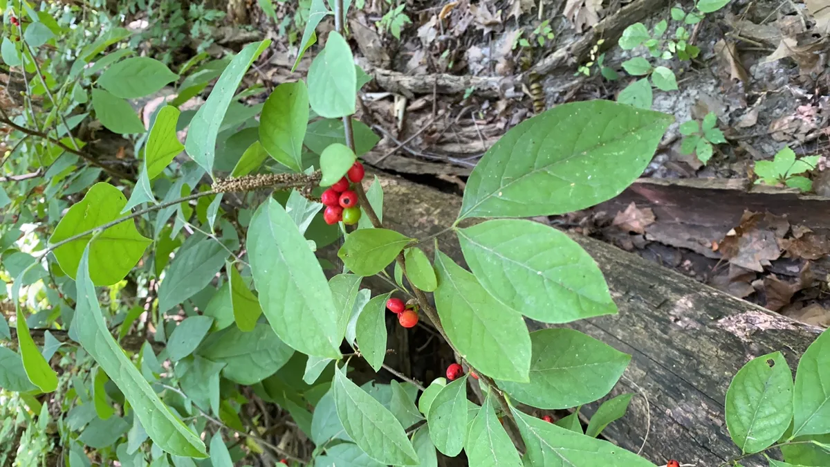 A spicebush branch with green leaves and small red berries growing in the understory