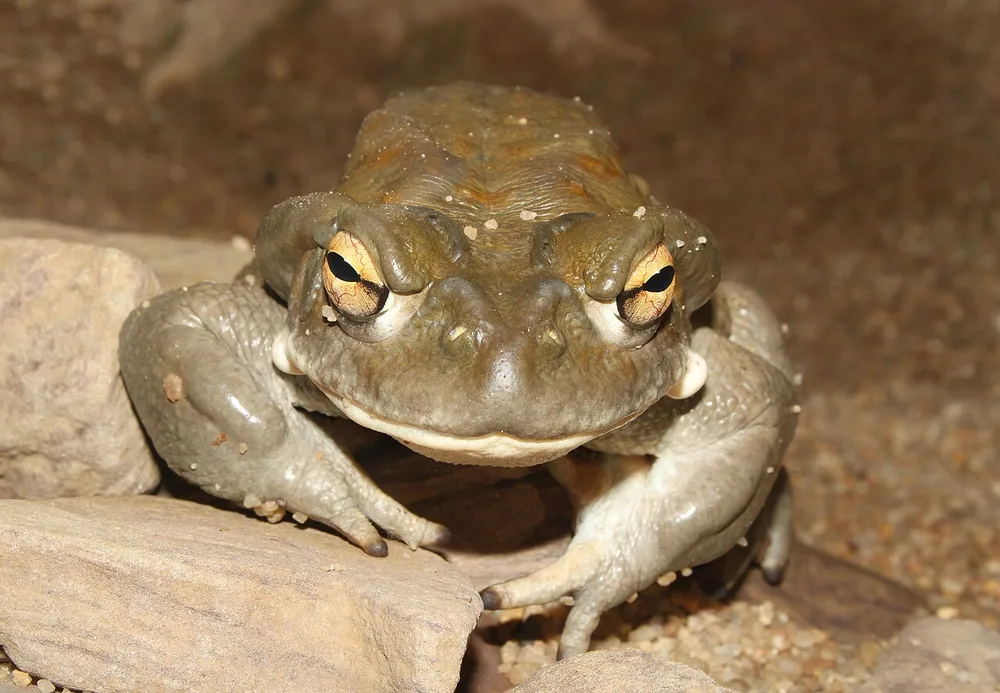 A Sonoran Desert toad facing the camera, showing large glands behind the eyes and pale warts at the corners of the mouth