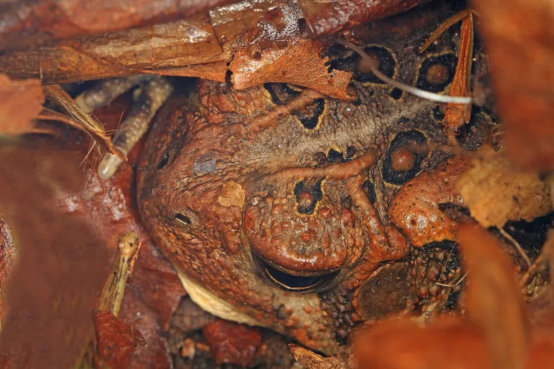 An orange-brown American toad half hidden under fallen leaves, its eye and warty skin barely visible