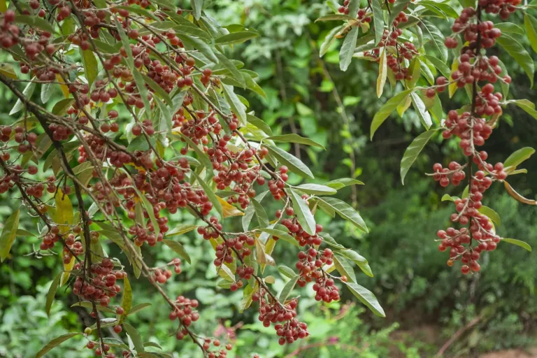 Autumn olive branch loaded with small red berries flecked with silver, and narrow green leaves