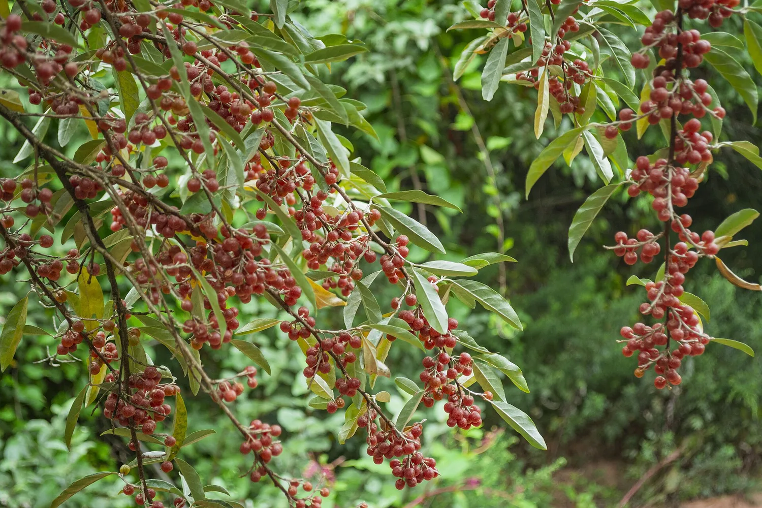 Autumn olive branch with ripe red berries flecked with silver