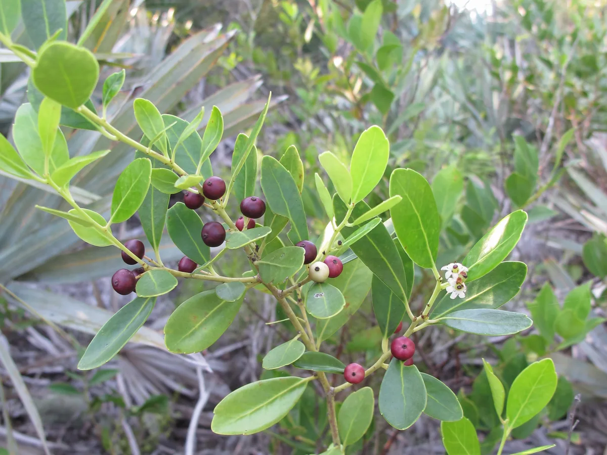 Inkberry holly branch with glossy green leaves and dark purple-black berries
