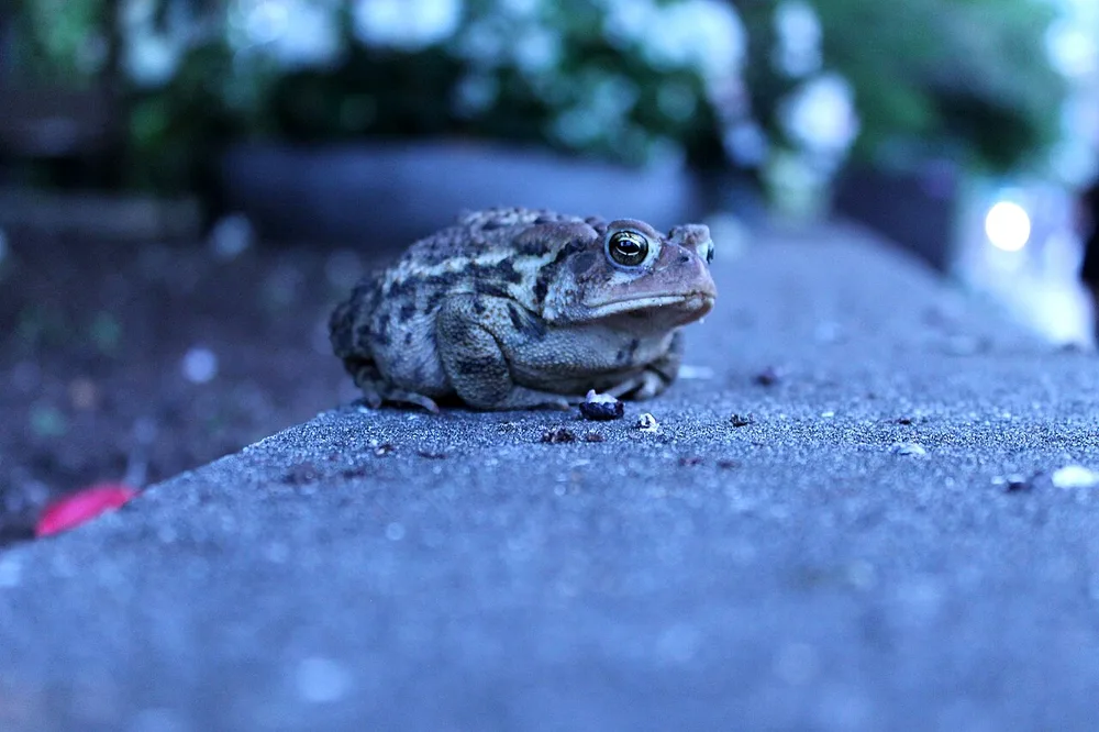 An American toad on a ledge, smaller and mottled, with small glands behind the eye