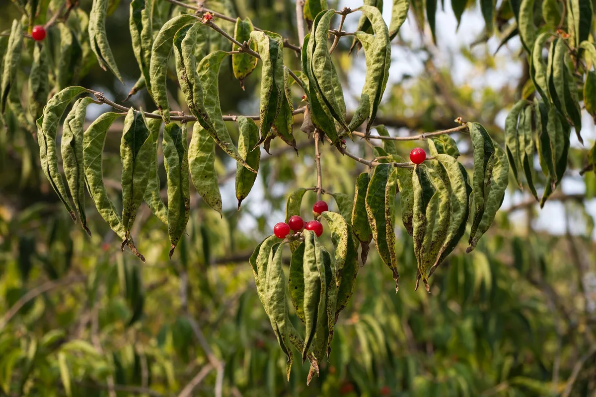 Amur honeysuckle branch in autumn with curled green leaves and a few pairs of small red berries