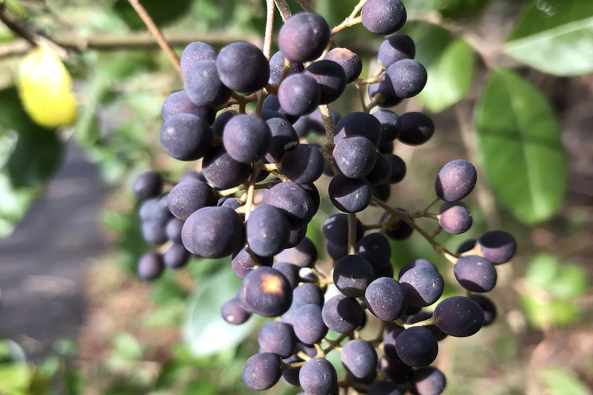 A tight cluster of dark blue-black privet berries on the branch