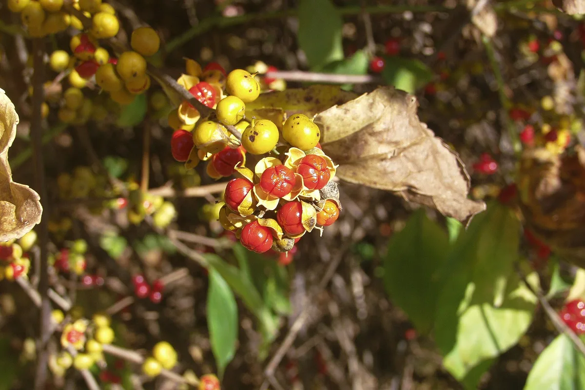 Cluster of oriental bittersweet fruit with yellow husks split open to show red berries