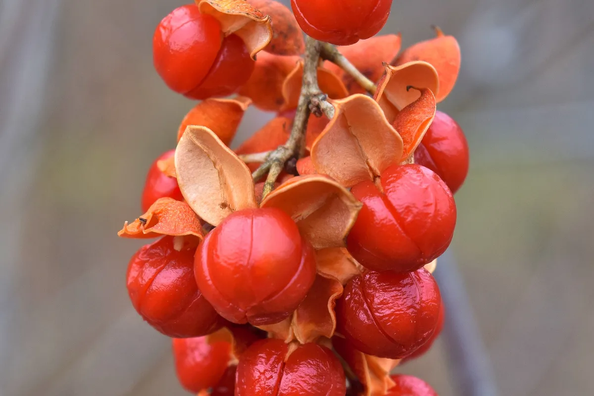 A hanging cluster of American bittersweet fruit with orange husks split open around red berries