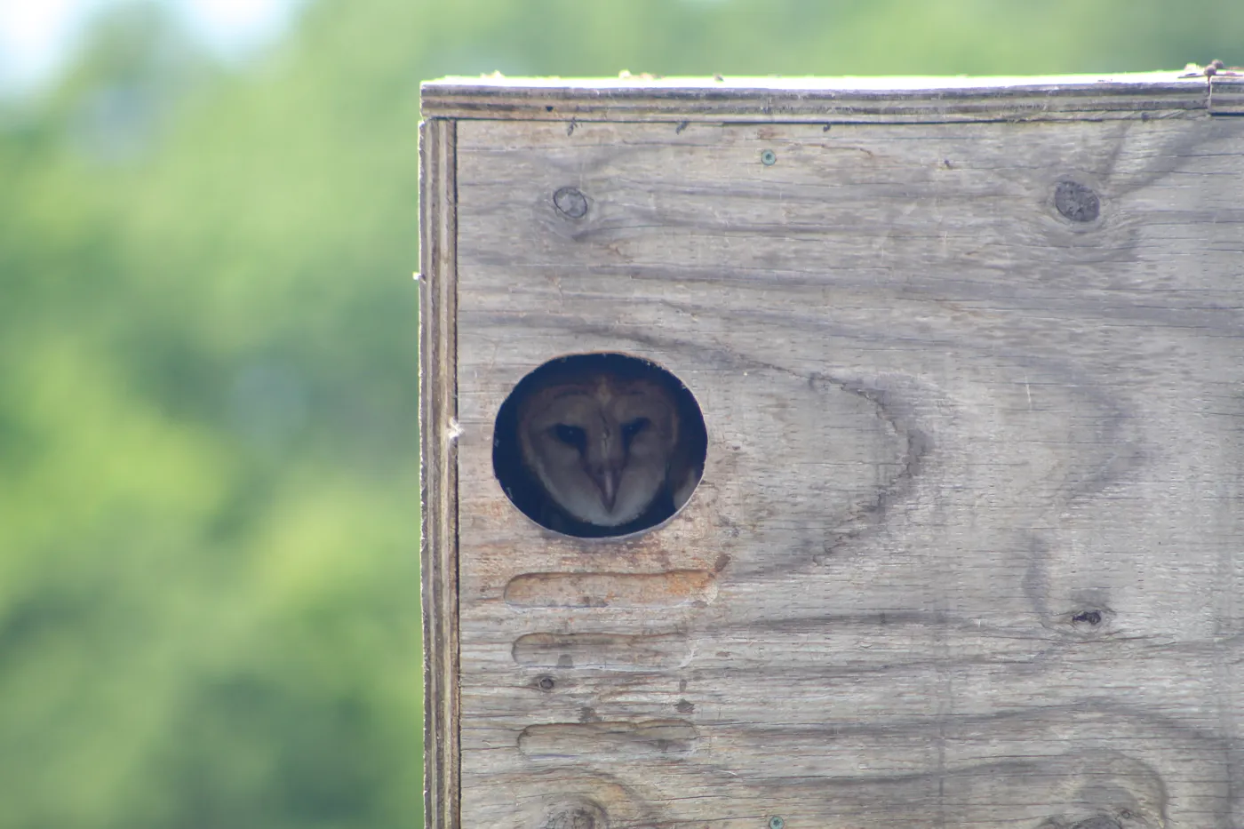 A Barn Owl looks out of the round entrance hole of a plywood nest box mounted on a post