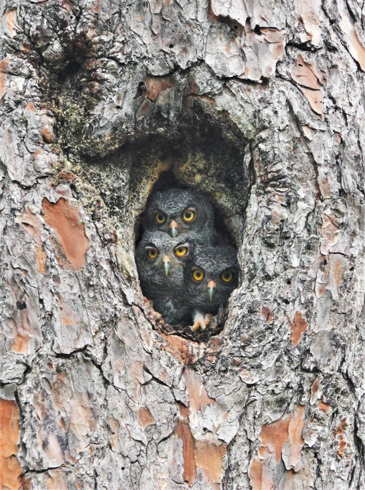 Three gray Eastern Screech-Owl chicks with yellow eyes look out of a hole in a pine trunk
